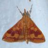Pyrausta panopealis
